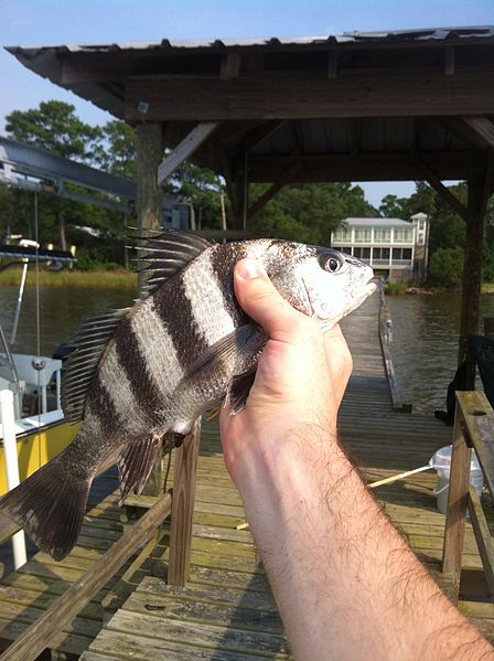 Catching Black Drum in Tampa, Florida