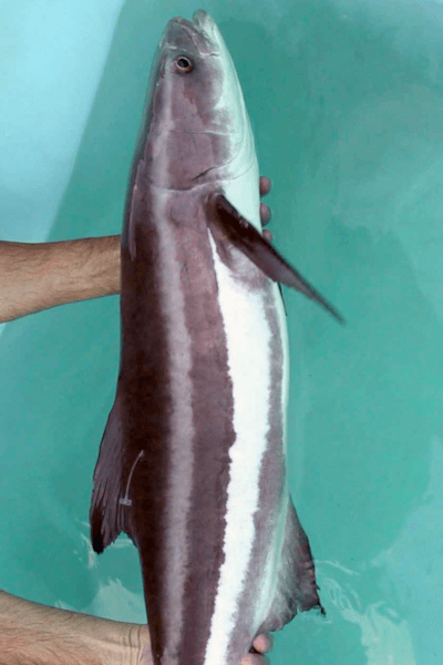 Catching Cobia in Tampa, Florida