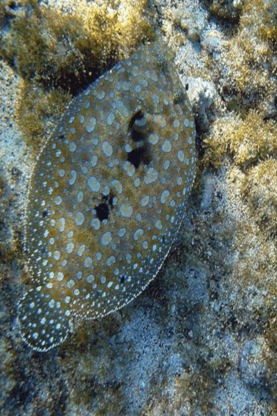 Catching Flounder in Tampa, Florida