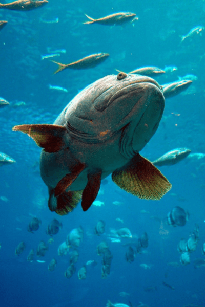 Catching Grouper in Tampa, Florida