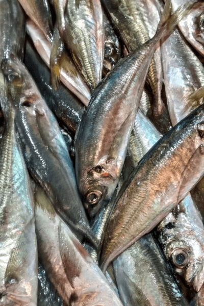 Catching Mackerel in Tampa, Florida