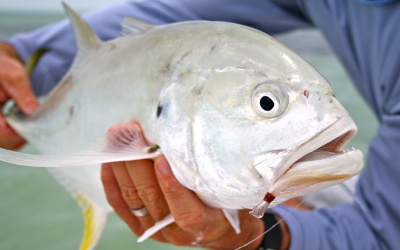 Fish Caught in Tampa Bay