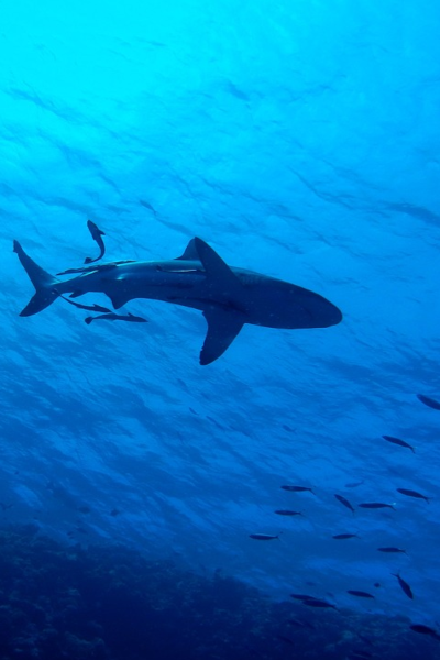 Shark Fishing in Tampa Bay, Florida