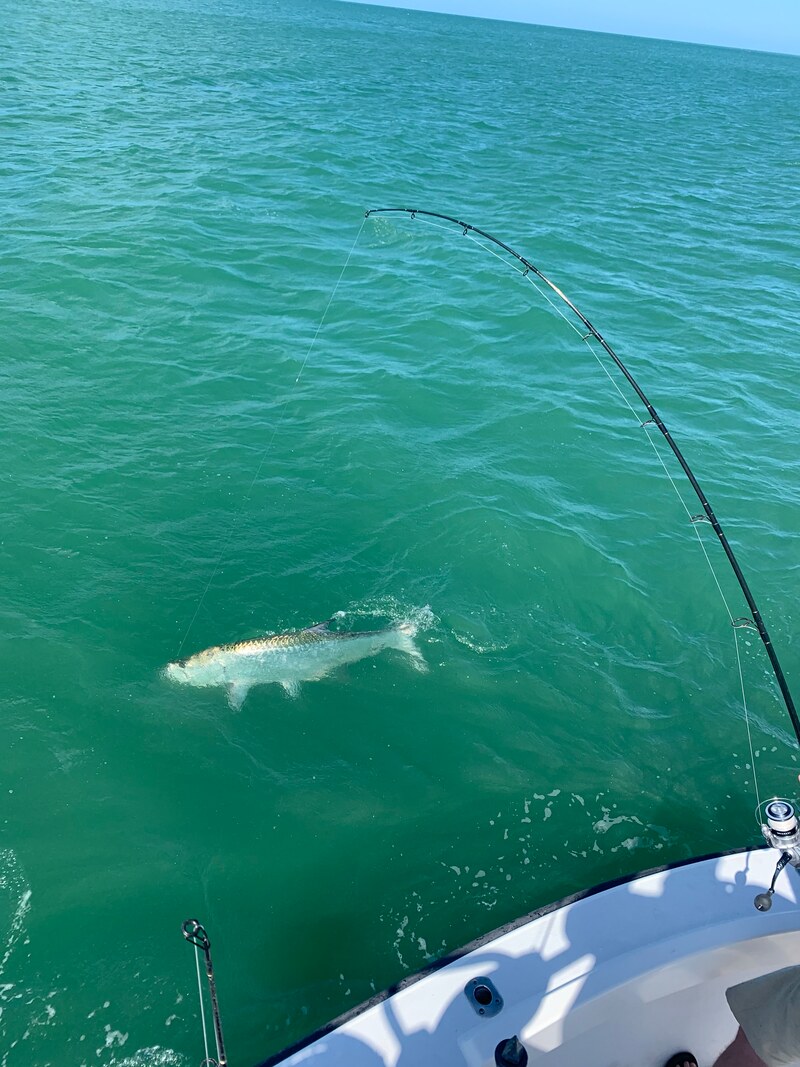 Tampa Fishing Season for Inshore Fish