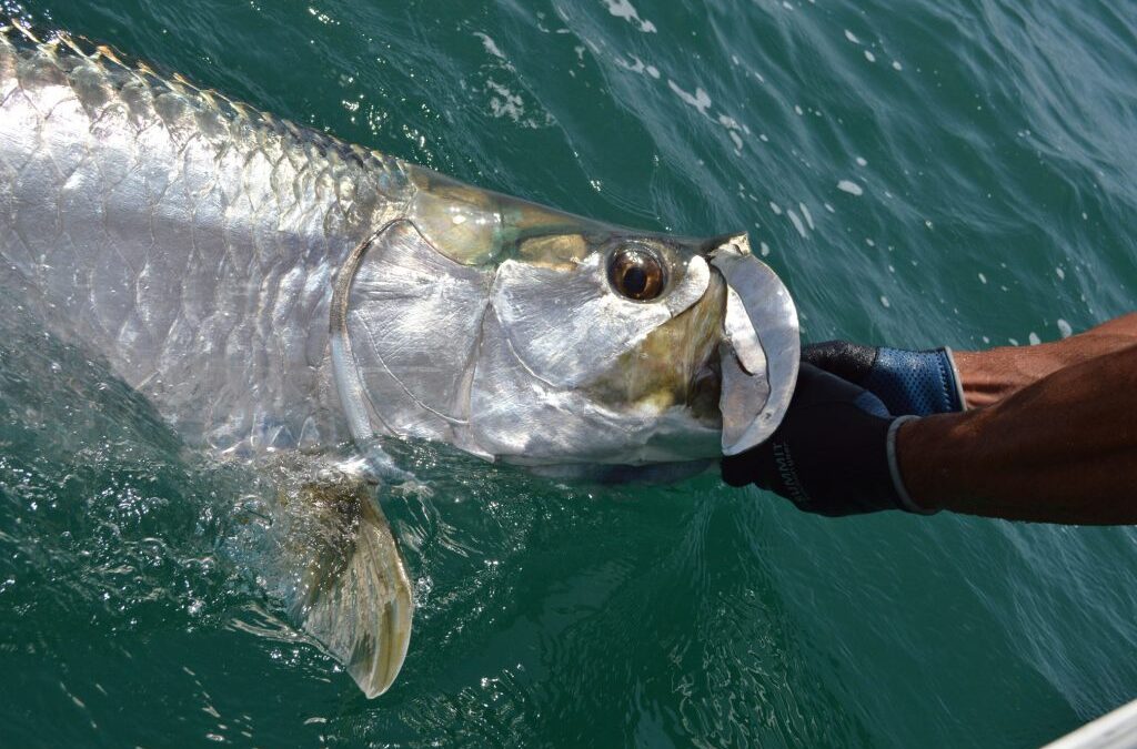 Tampa Fishing Season for Inshore Fish￼