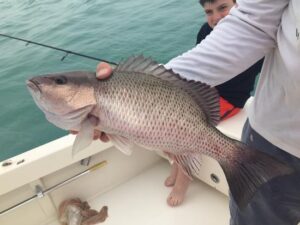 Deep Sea Fishing in Tampa