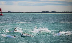 Inshore Fishing Charter in Tampa