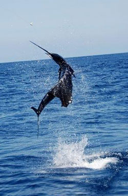 Deep Sea Fishing Near Tampa Bay