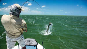 Inshore Fishing Charter in Tampa Bay