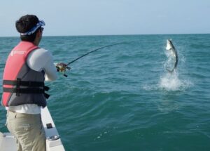 Inshore Fishing Charter in Tampa Bay