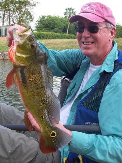 Peacock Bass Fishing in Tampa Bay