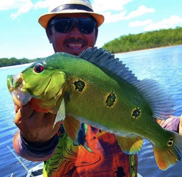 Peacock Bass Fishing in Tampa Bay