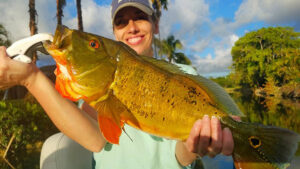 Peacock Bass Fishing in Tampa Bay