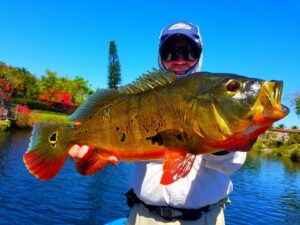 Peacock Bass Fishing in Tampa Bay