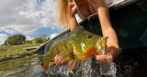 Peacock Bass Fishing in Tampa Bay