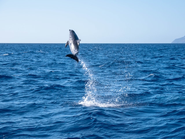 A Guide to Catching Swordfish in Tampa Bay