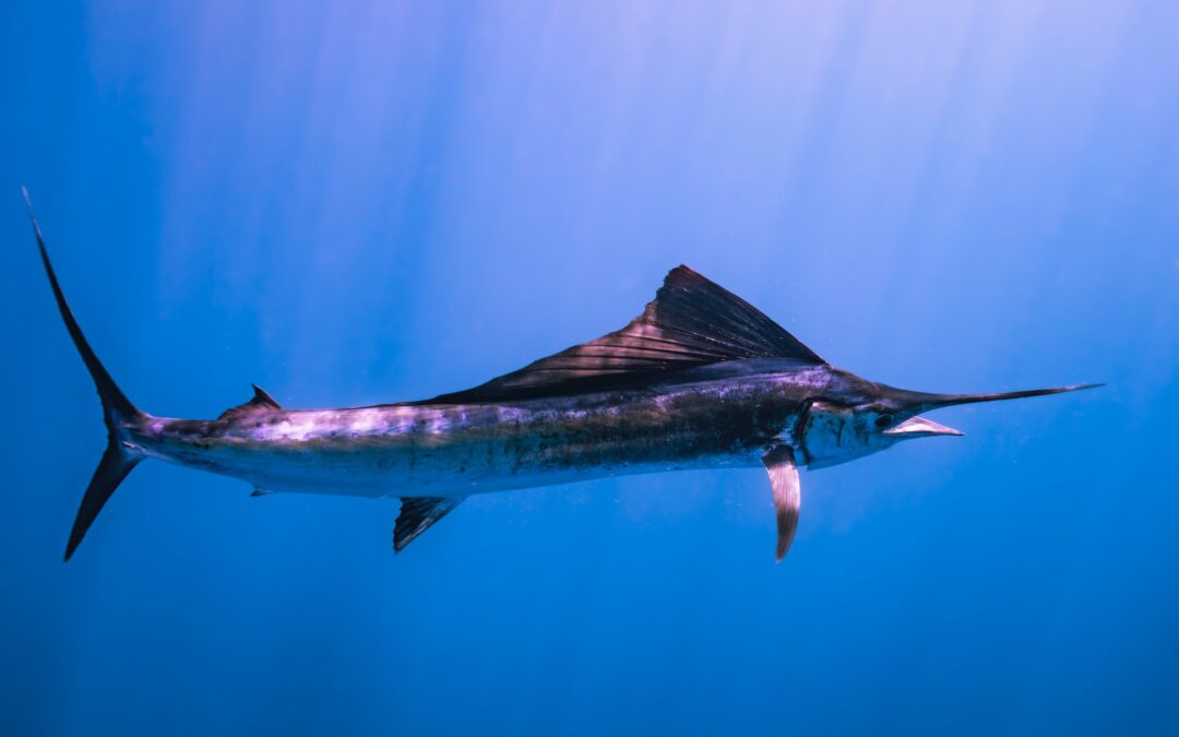 A Guide to Catching Sailfish in Tampa Bay