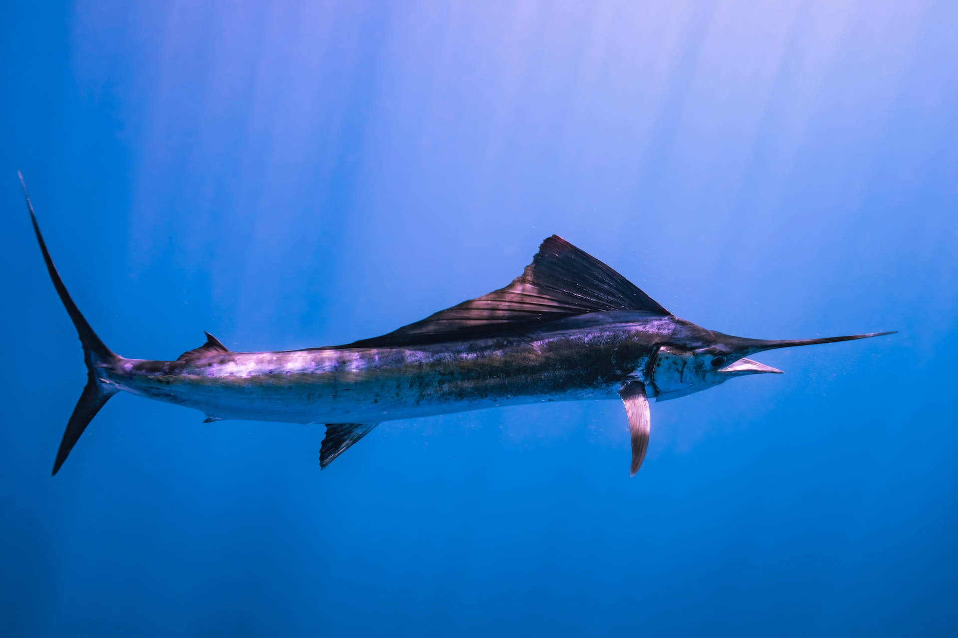 A Guide to Catching Sailfish in Tampa Bay